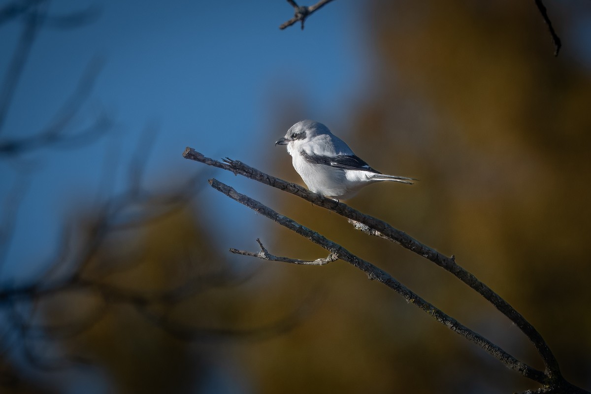 Northern Shrike - Myron Peterson