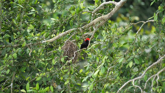 Red-headed Malimbe - ML610938400