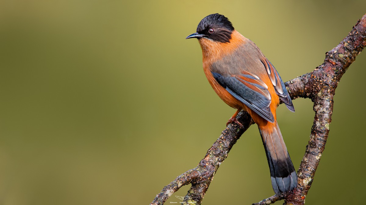 Rufous Sibia - ML610938459