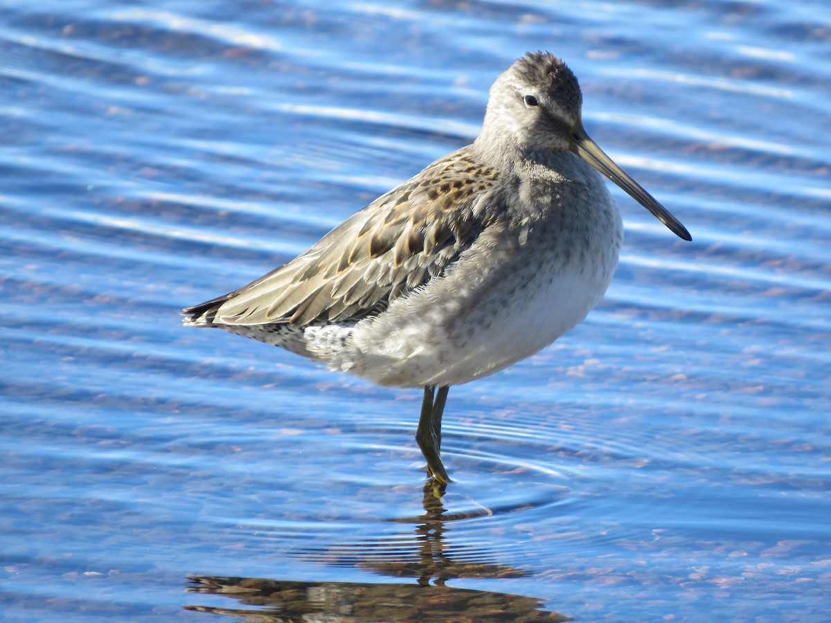 Long-billed Dowitcher - ML610938474