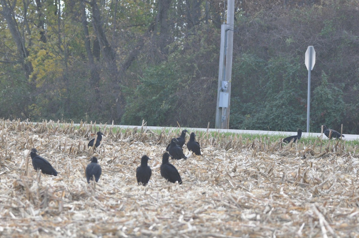 Black Vulture - ML610938509