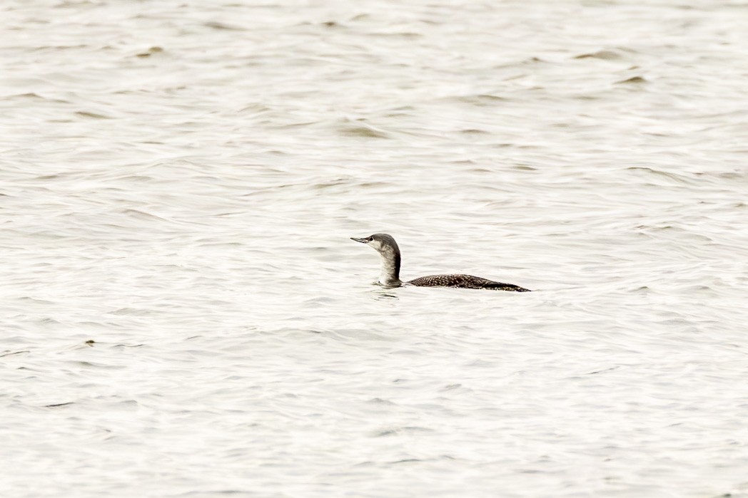 Red-throated Loon - Alan Wells