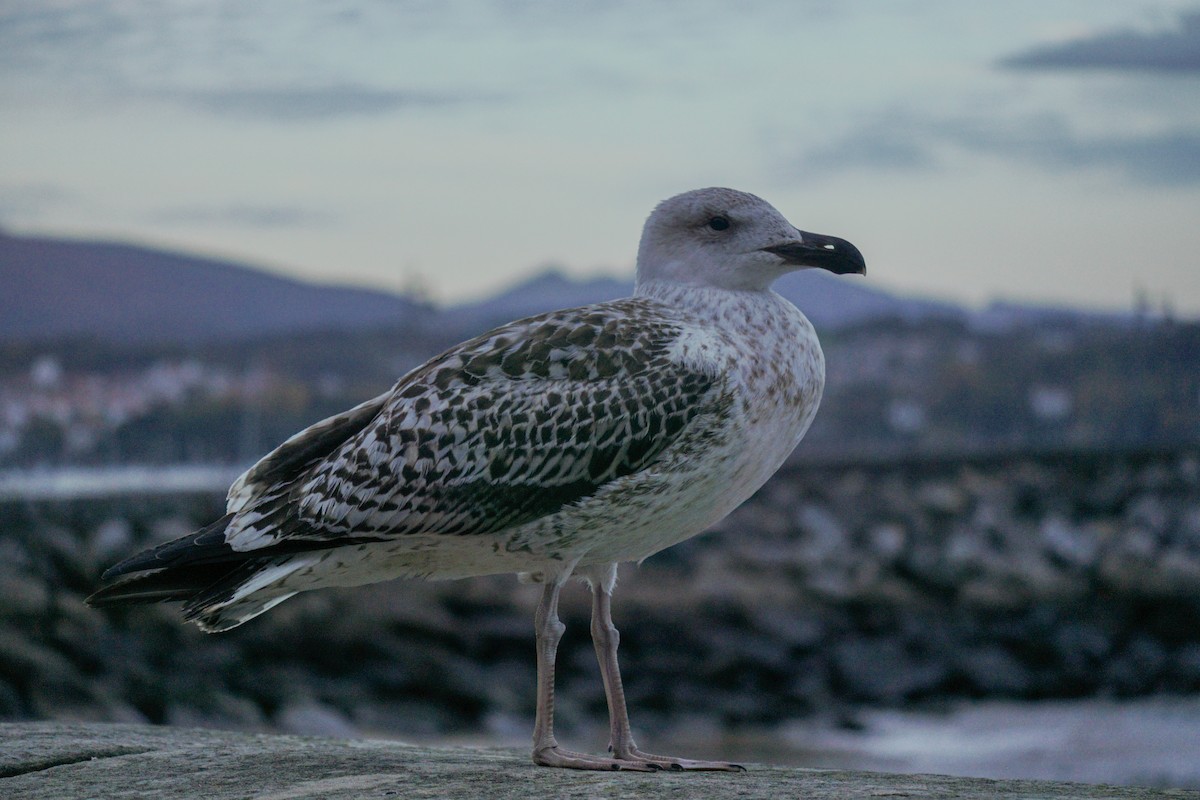 Great Black-backed Gull - ML610938554