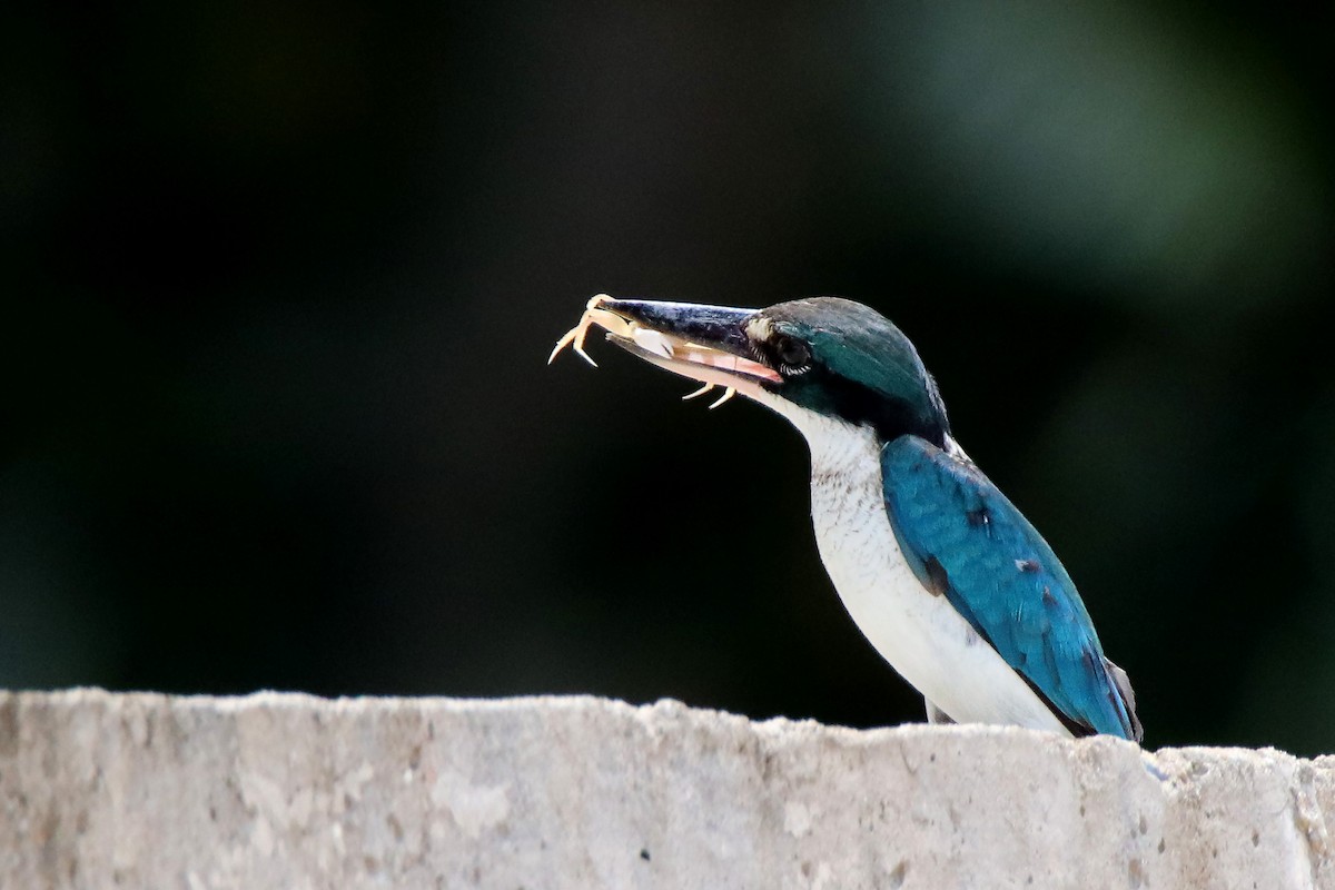 白領翡翠 - ML610938567