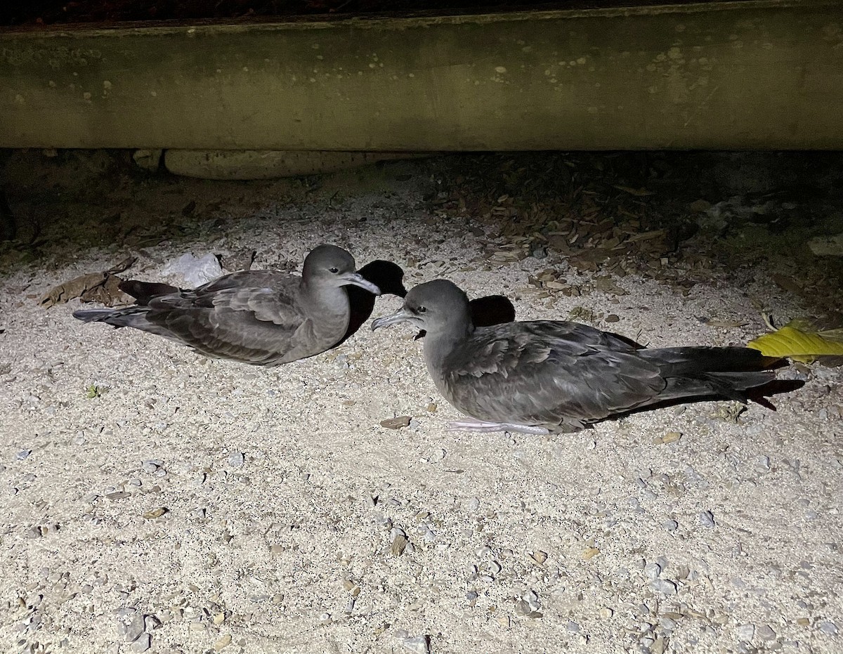 Wedge-tailed Shearwater - Sreekar Rachakonda
