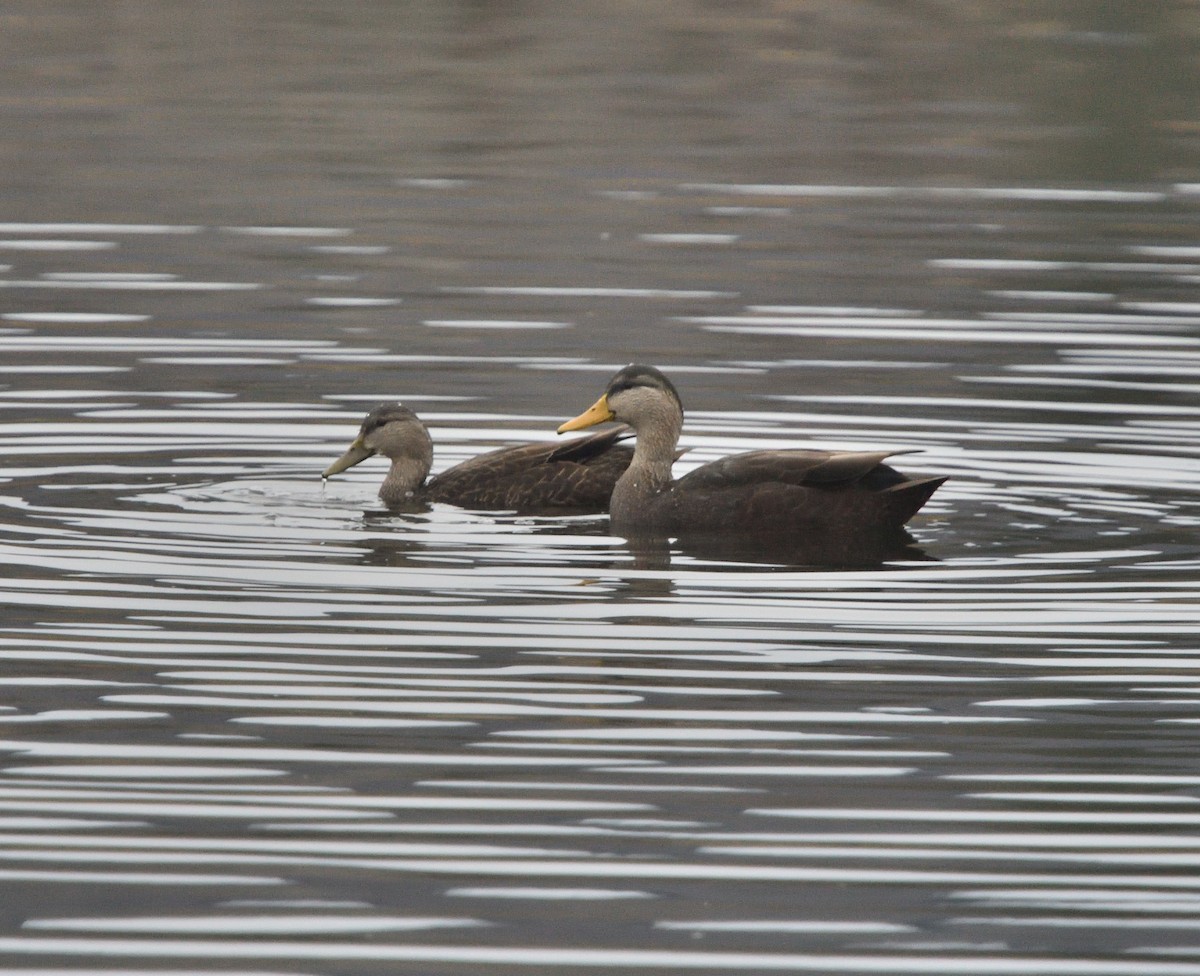 American Black Duck - Louis Lemay