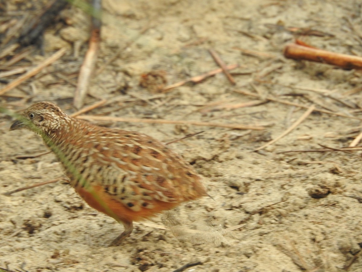 Barred Buttonquail - ML610938760