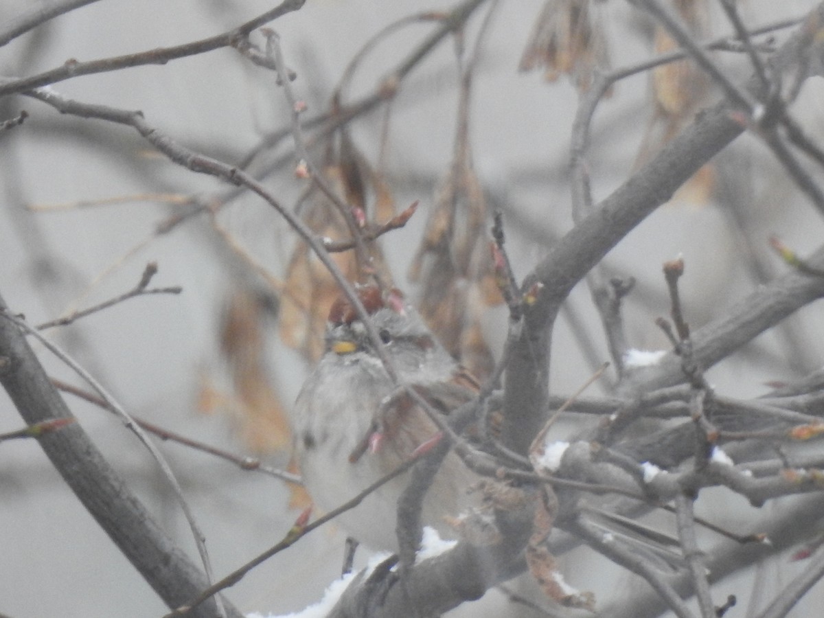 American Tree Sparrow - ML610938961