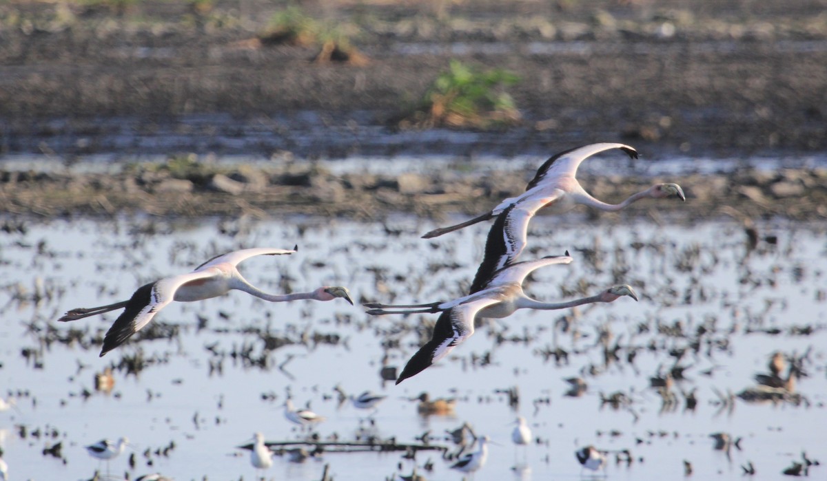 rødflamingo - ML610939008