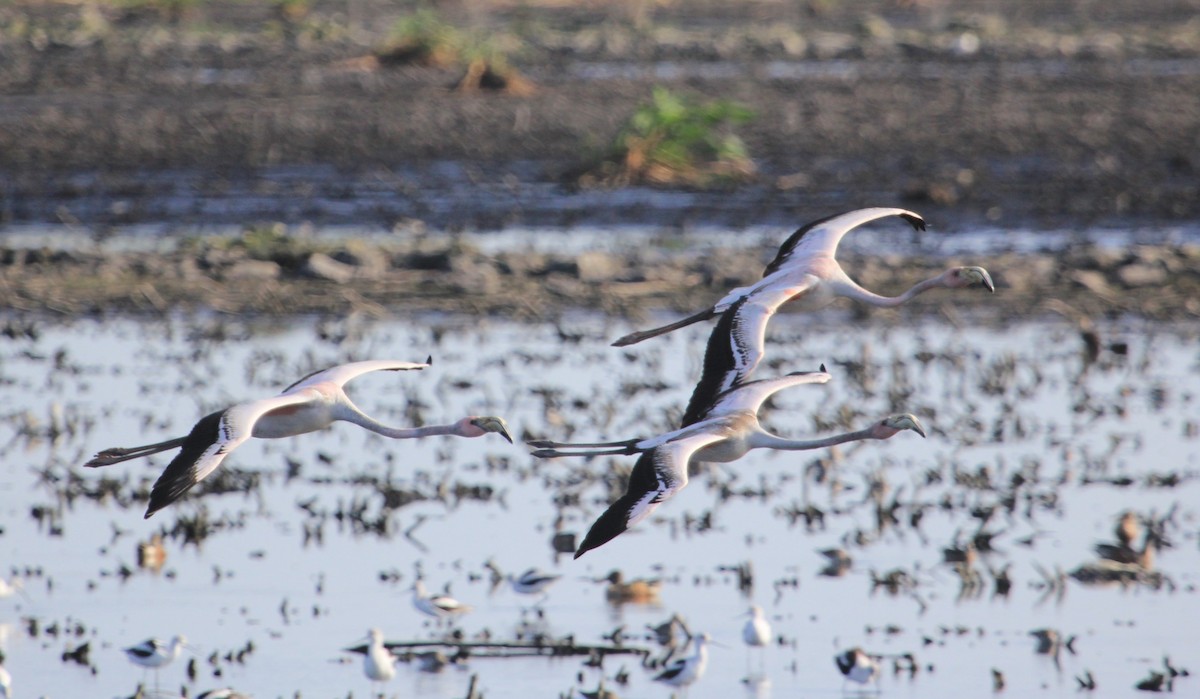 American Flamingo - ML610939008