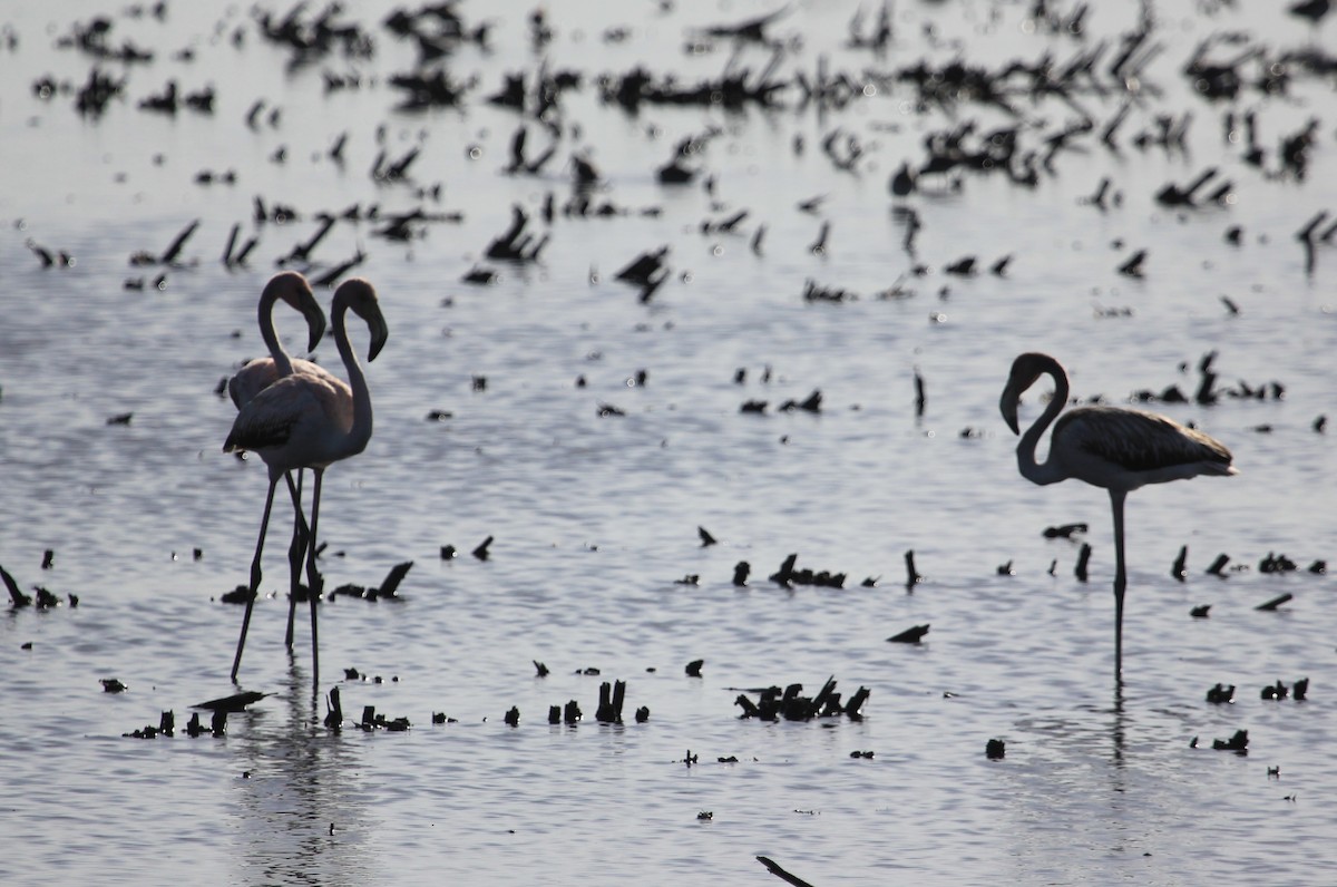 rødflamingo - ML610939009