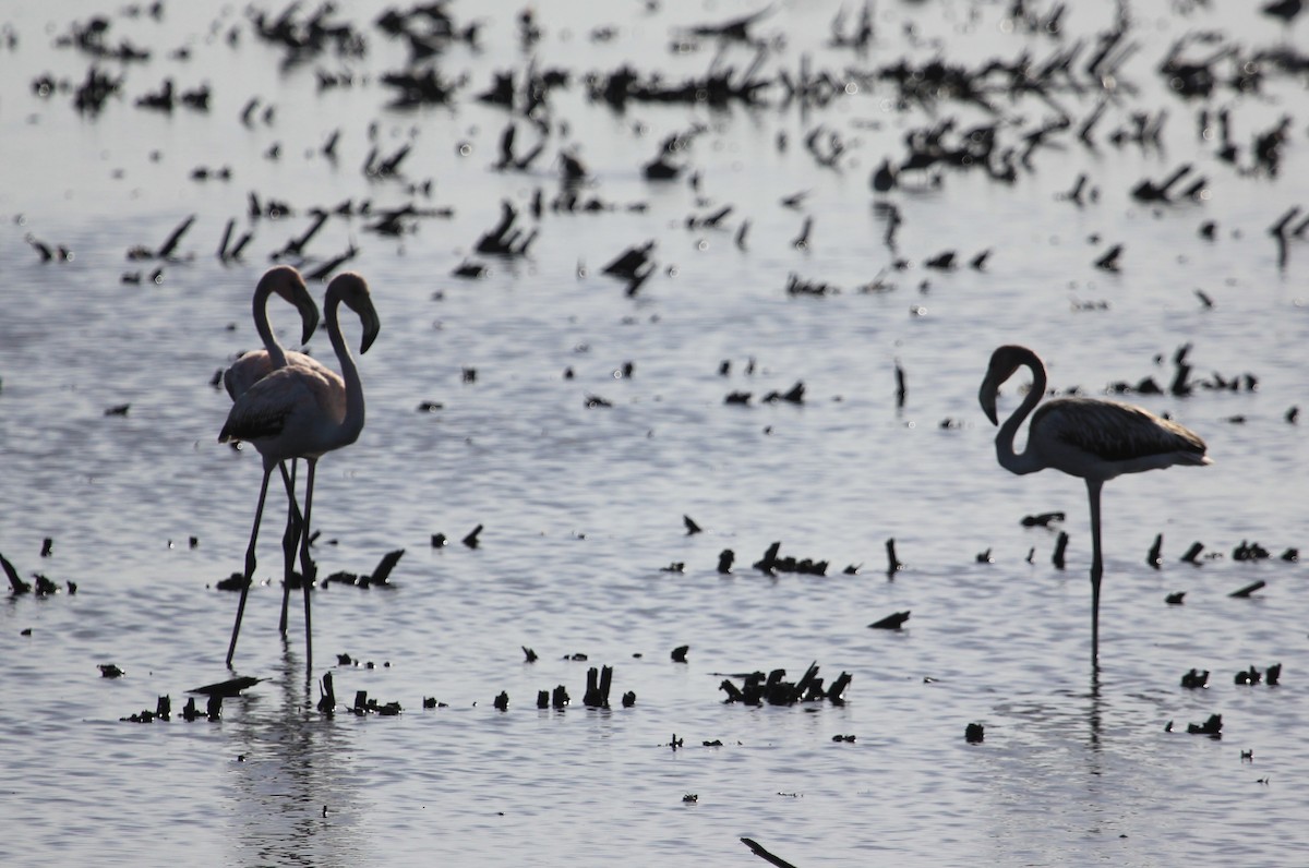 American Flamingo - ML610939009