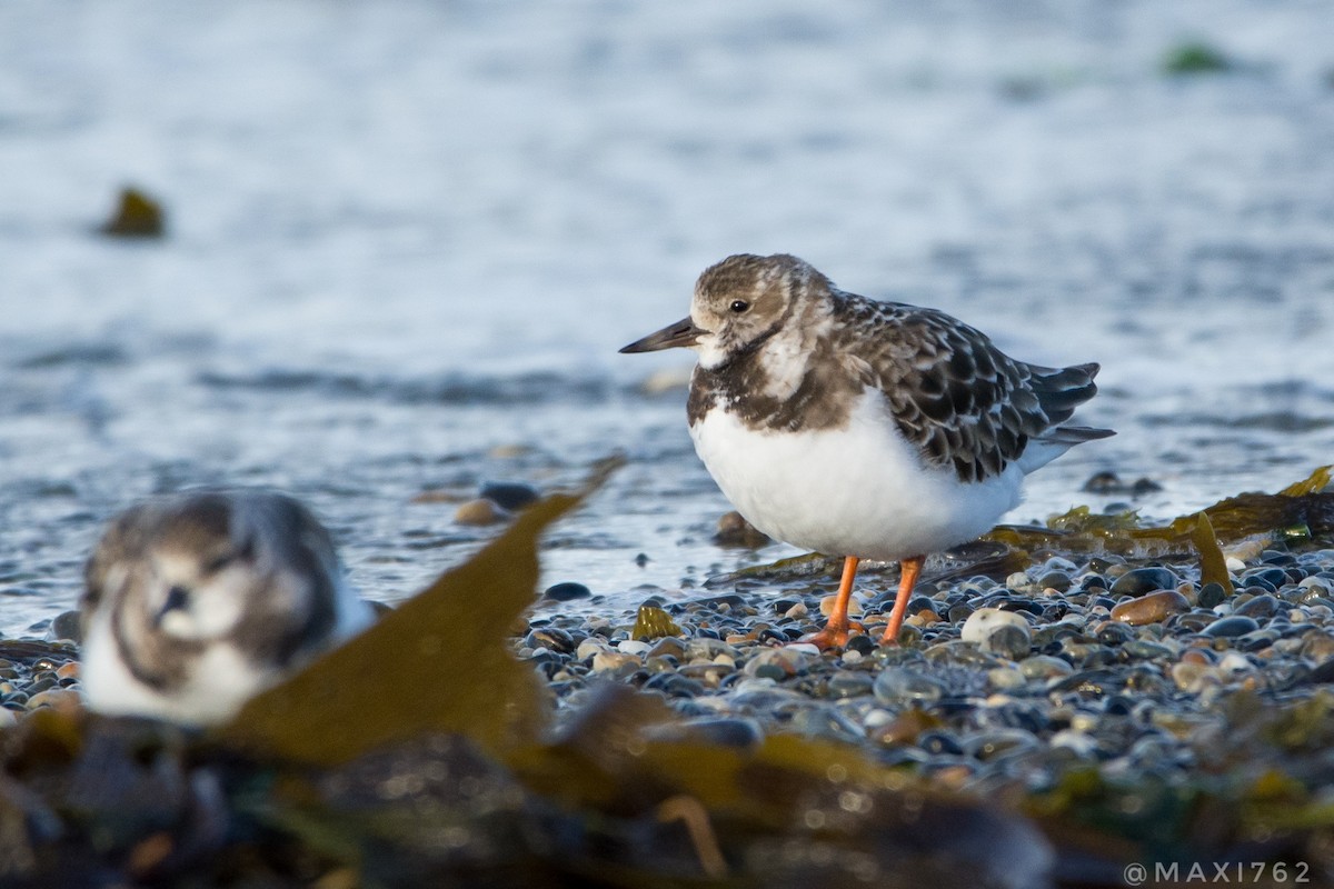 Ruddy Turnstone - ML610939019