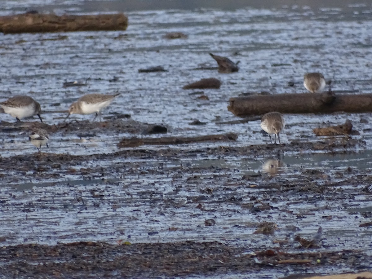 Dunlin - ML610939030