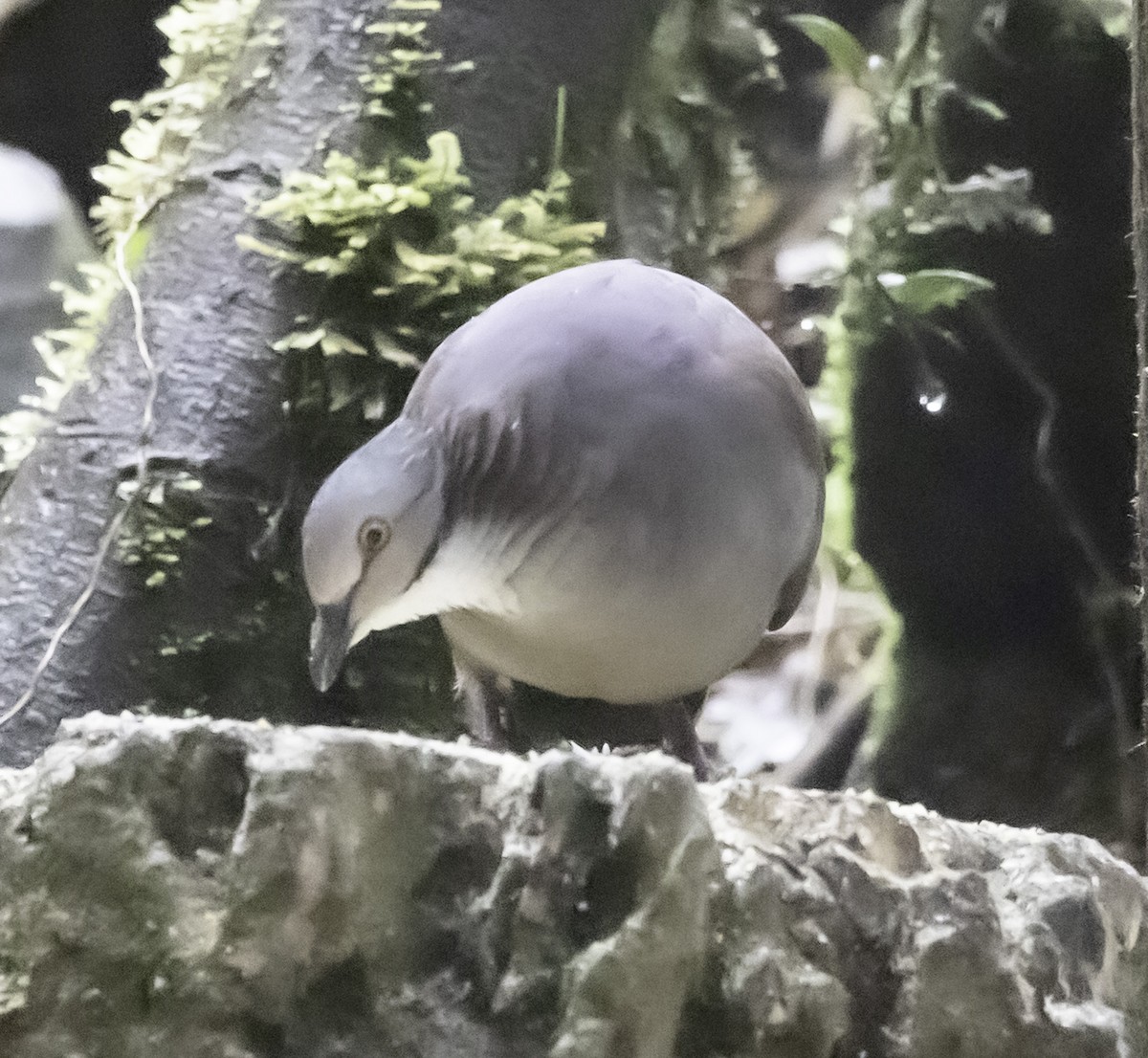 White-throated Quail-Dove - ML610939084