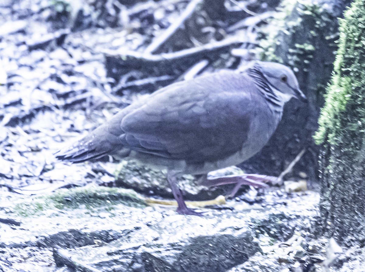 White-throated Quail-Dove - ML610939085