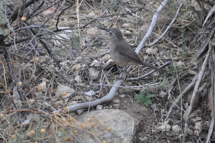 kaktusspottefugl - ML610939090