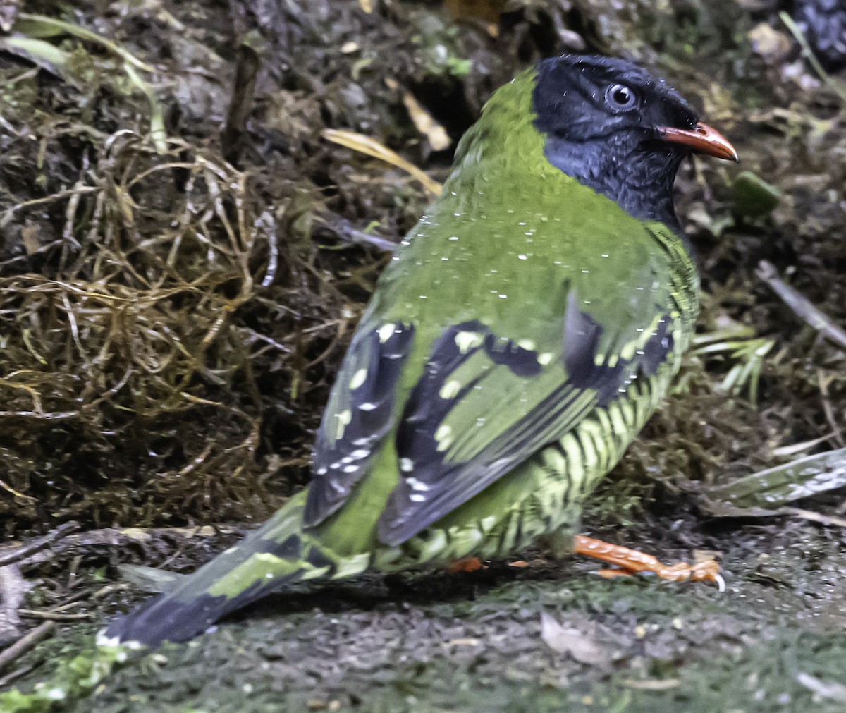 Barred Fruiteater - ML610939142