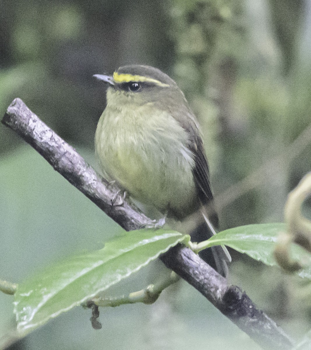 Yellow-bellied Chat-Tyrant - ML610939158