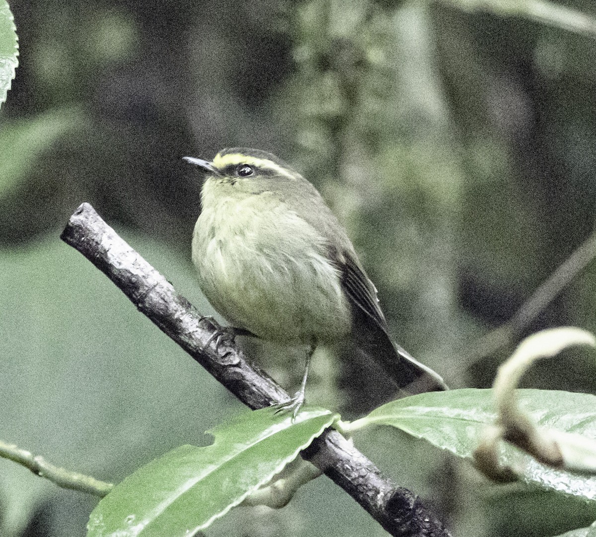 Yellow-bellied Chat-Tyrant - ML610939159