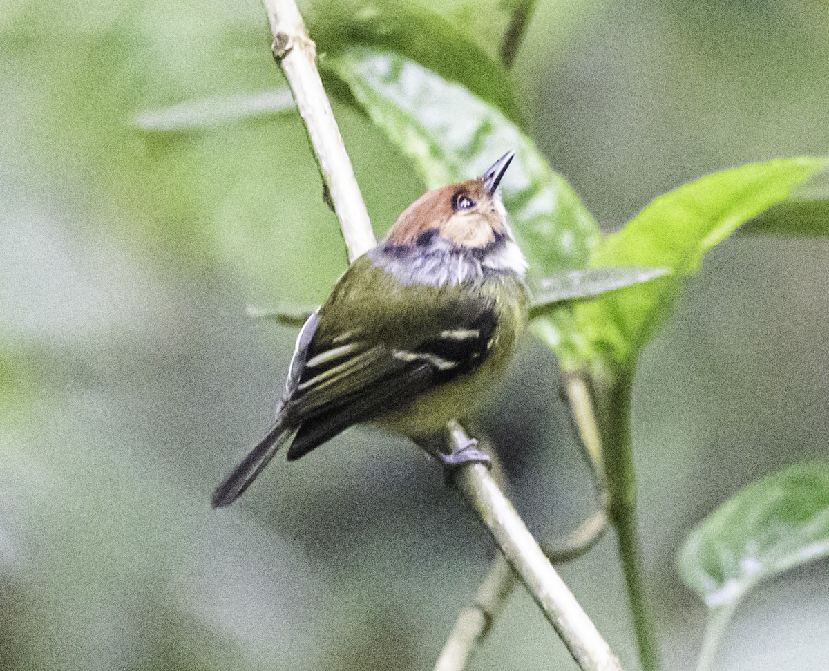 Rufous-crowned Tody-Flycatcher - David Muth