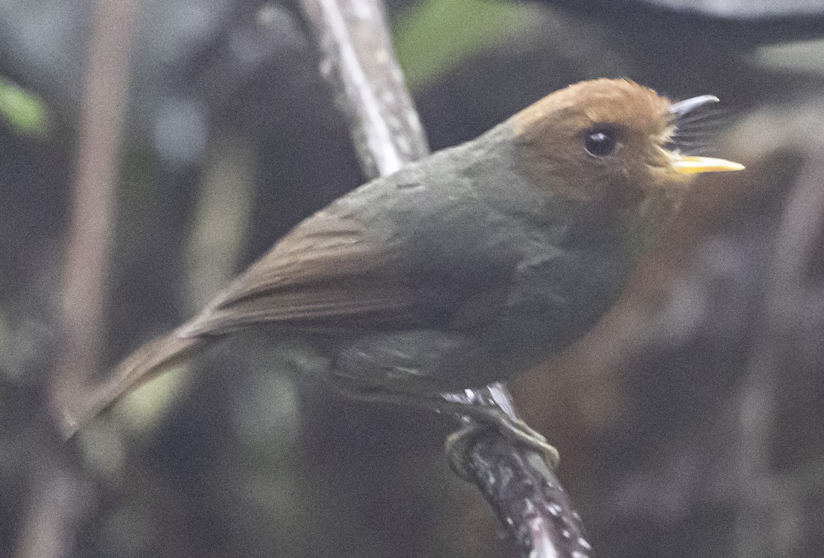 Rufous-headed Pygmy-Tyrant - ML610939169