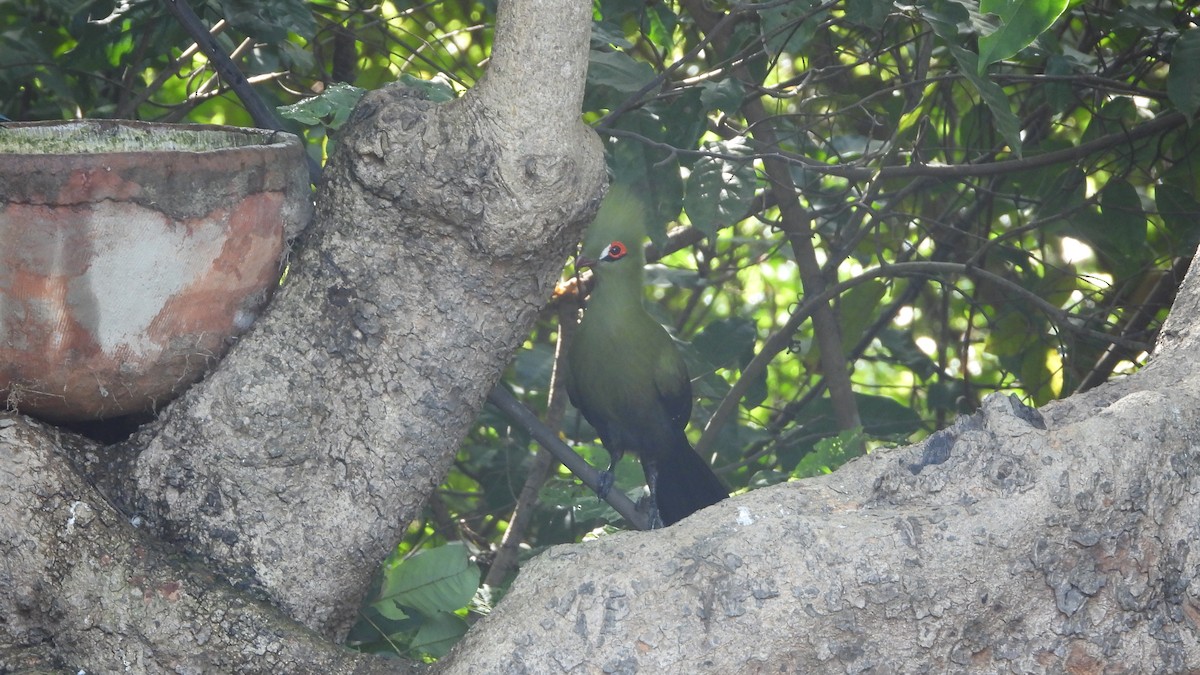 Guinea Turaco (Buffon's) - ML610939188