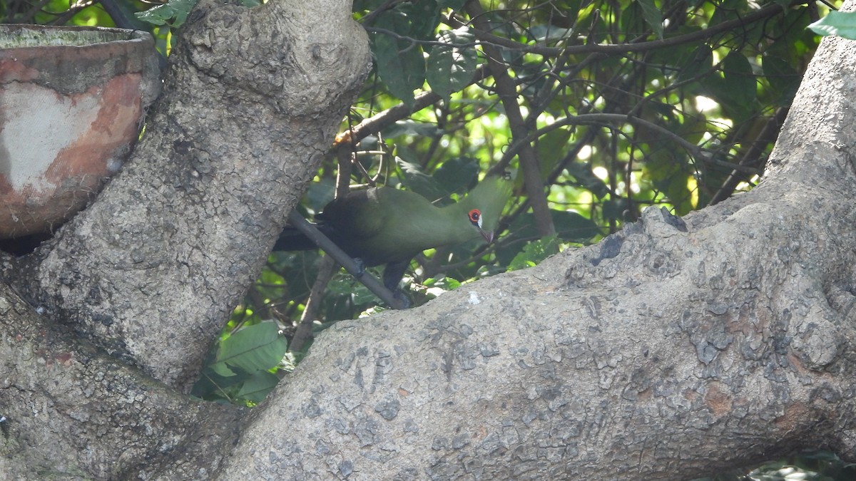 Guinea Turaco (Buffon's) - ML610939189