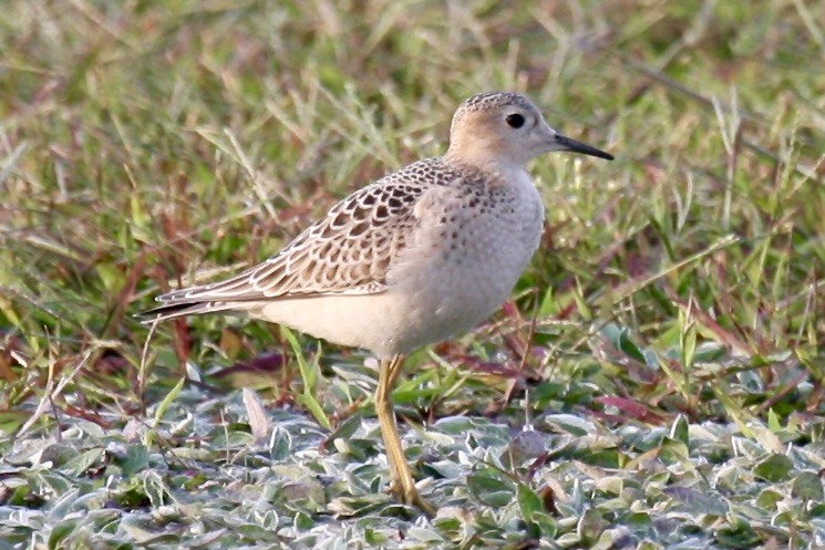 Buff-breasted Sandpiper - Turk Duddy