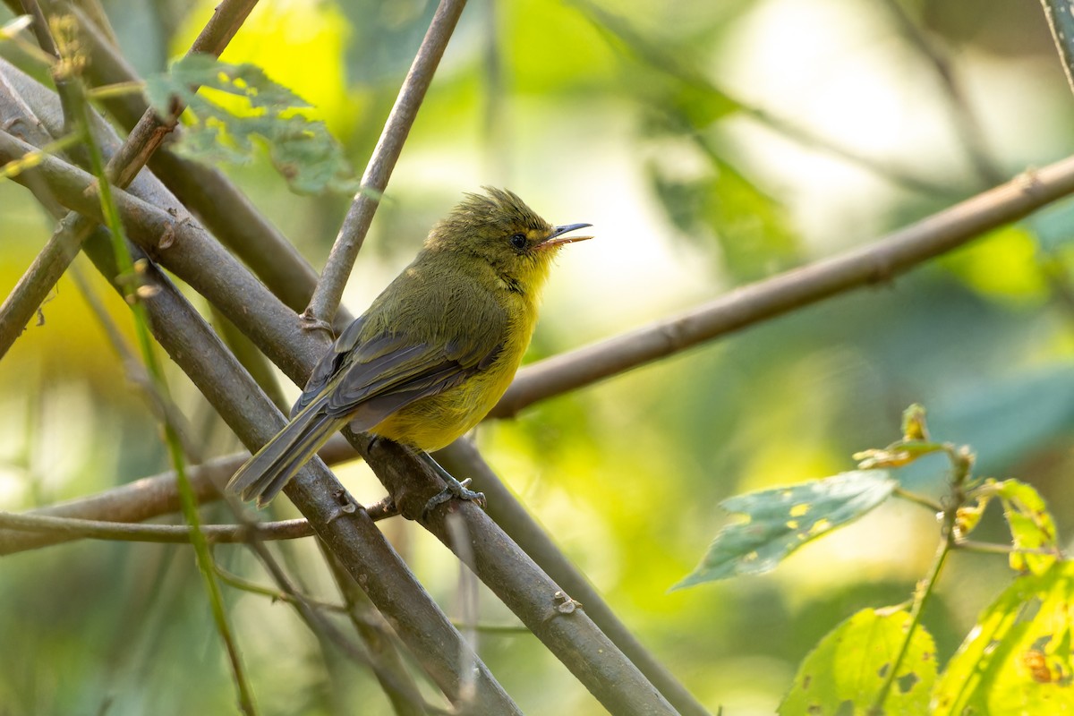 Mountain Yellow-Warbler - Tomaz Melo