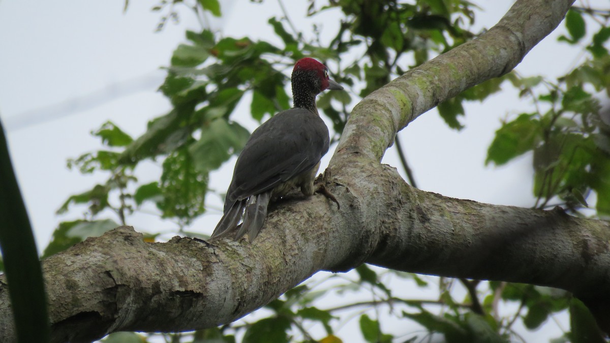 Ashy Woodpecker - ML610939358