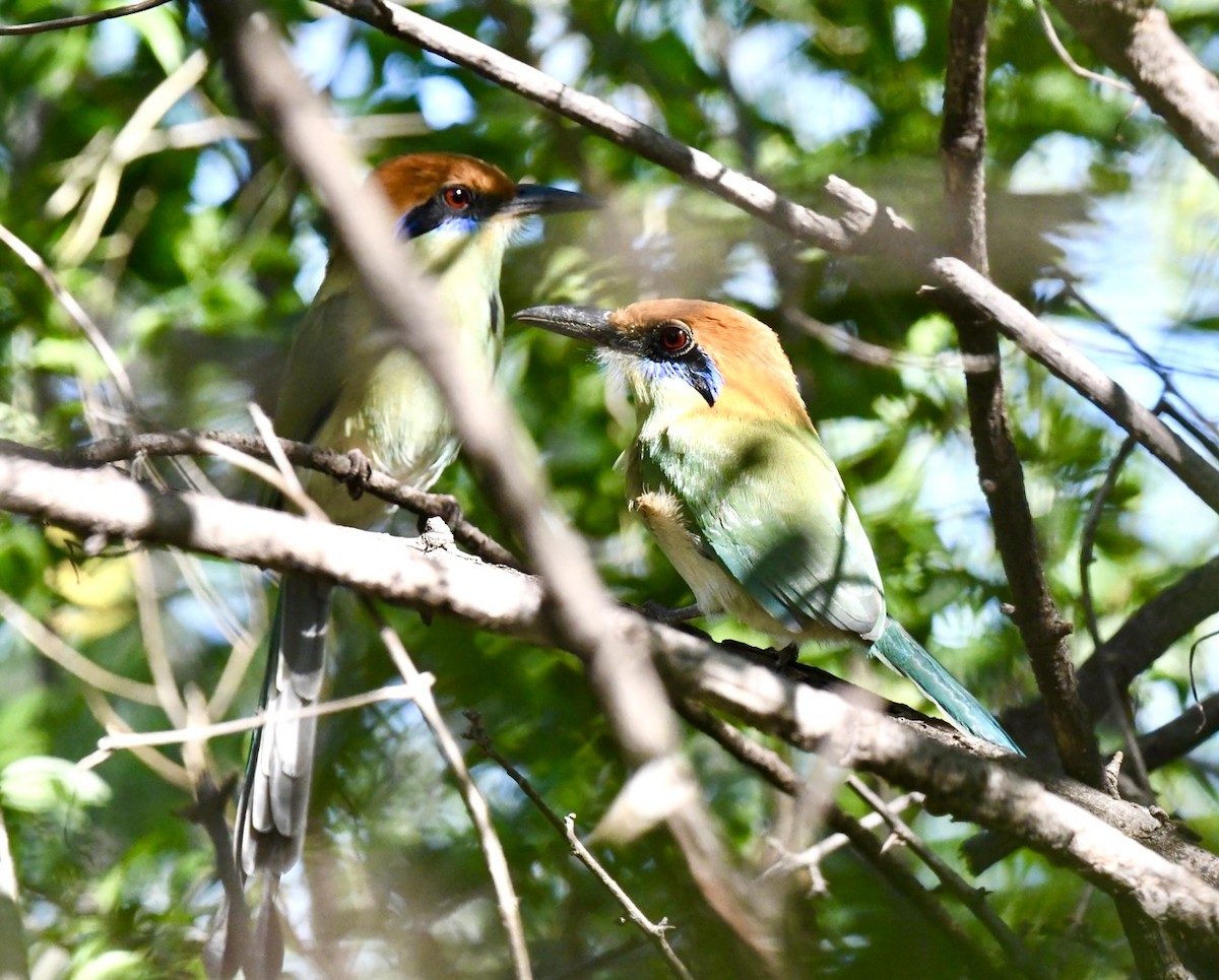 Russet-crowned Motmot - Jim Collins