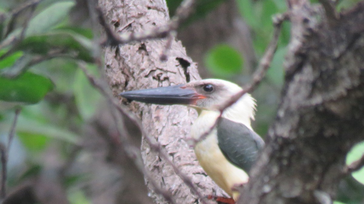 Great-billed Kingfisher - ML610939426