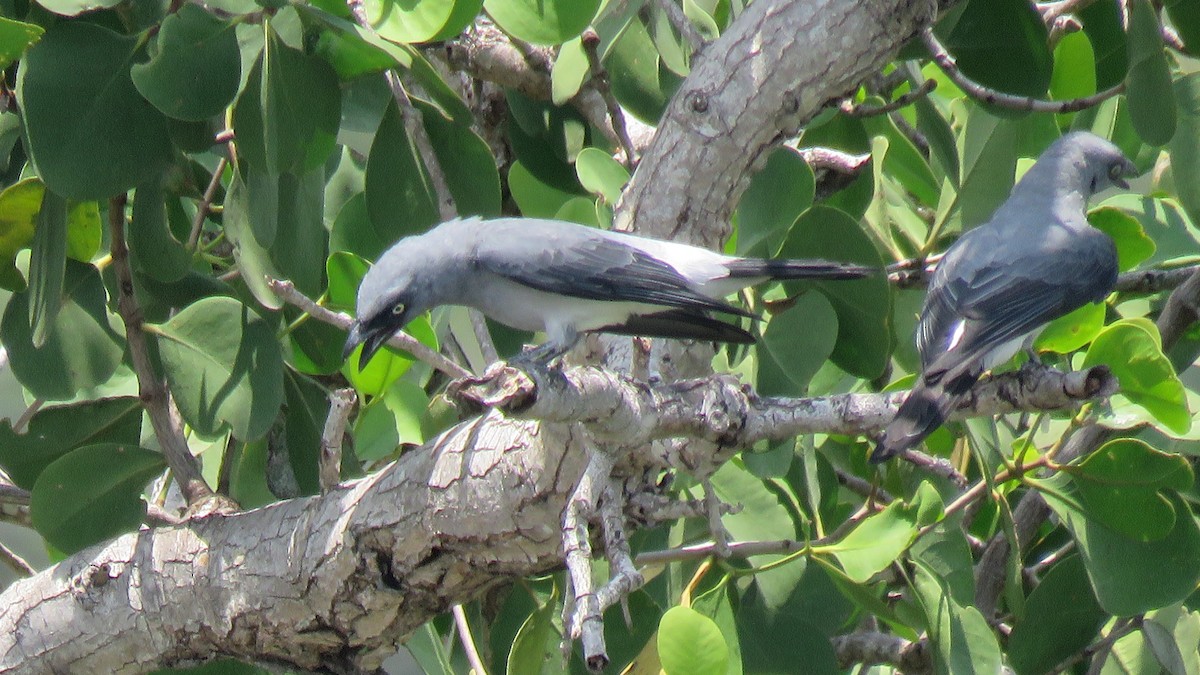 White-rumped Cuckooshrike - ML610939430