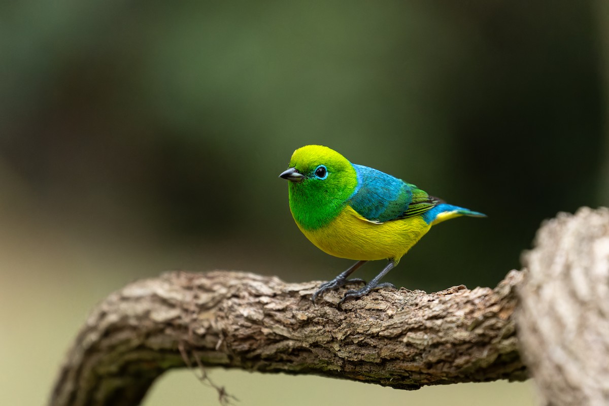 Blue-naped Chlorophonia - Tomaz Melo