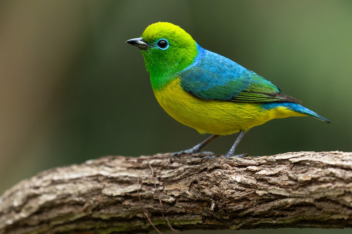 Blue-naped Chlorophonia - Tomaz Melo