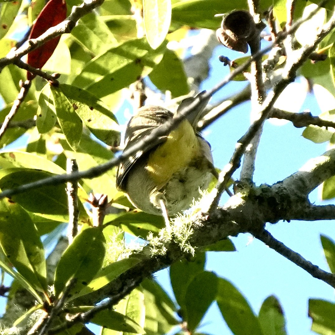 Orange-crowned Warbler - Tami Reece