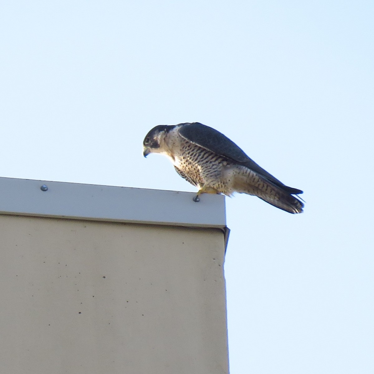 Halcón Peregrino - ML610939487