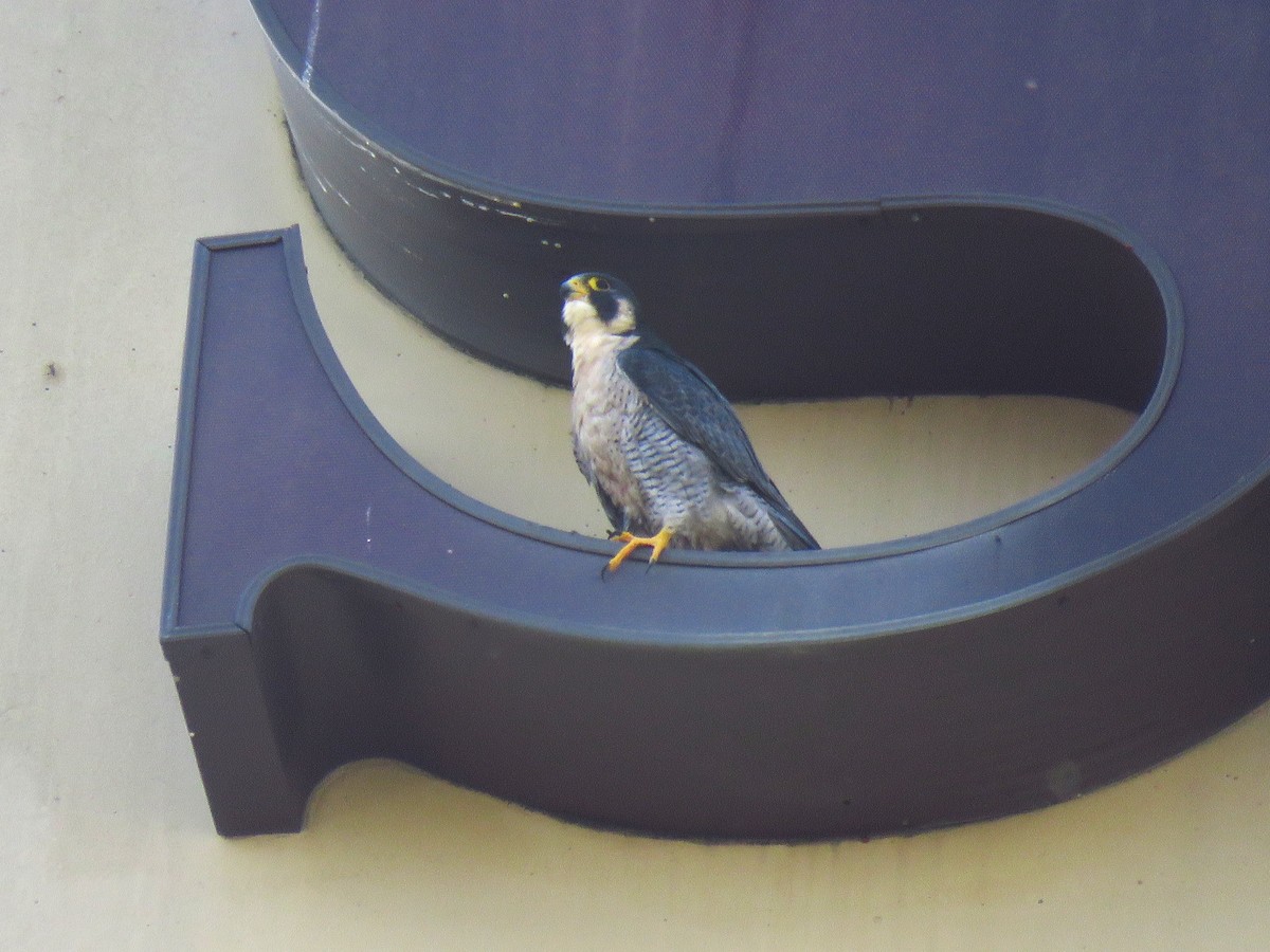 Peregrine Falcon - ML610939490