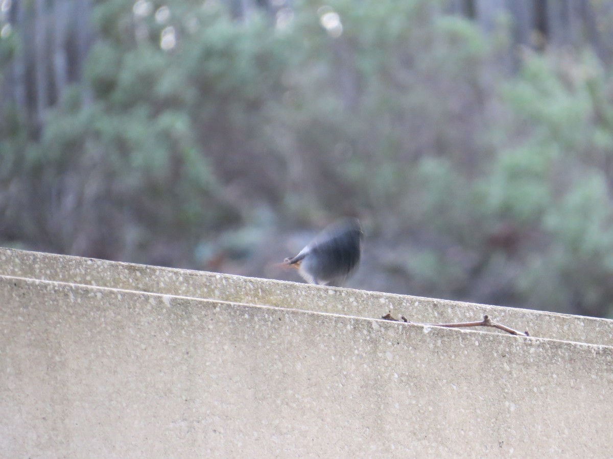 Black Redstart - Anonymous