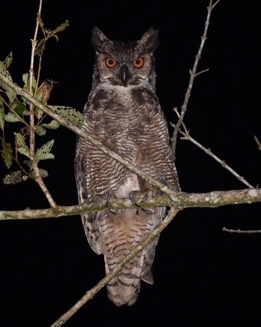 Great Horned Owl - Mario Campagnoli