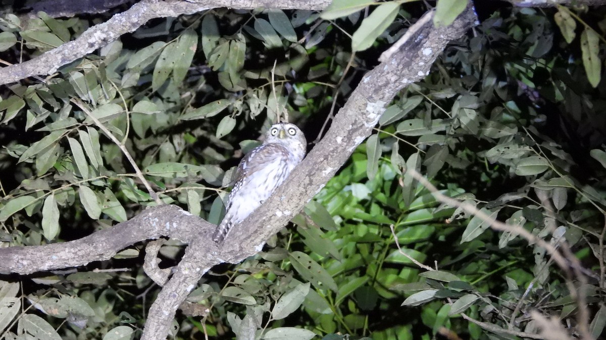 Pearl-spotted Owlet - Wim Heylen