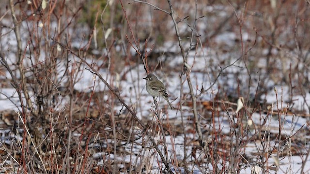 Dusky Flycatcher - ML610939568