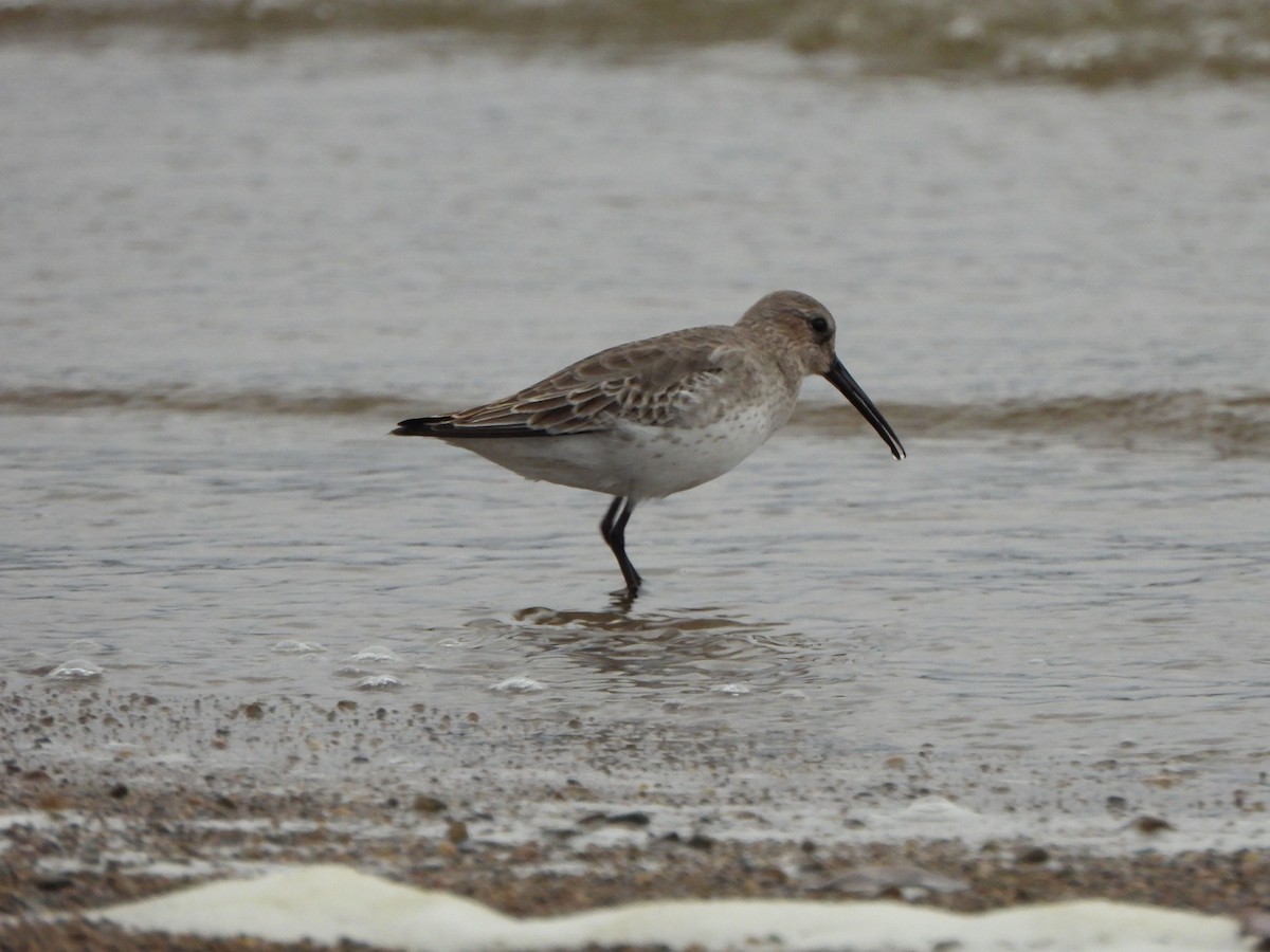 Alpenstrandläufer - ML610939587