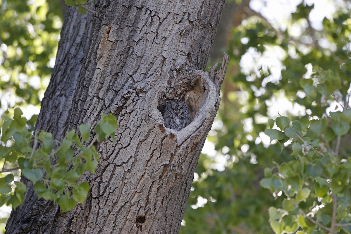 Western Screech-Owl - Laura Keene