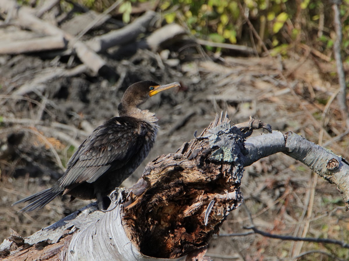 Cormorán Orejudo - ML610939816