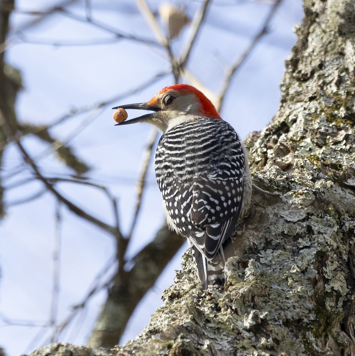 Red-bellied Woodpecker - ML610939823