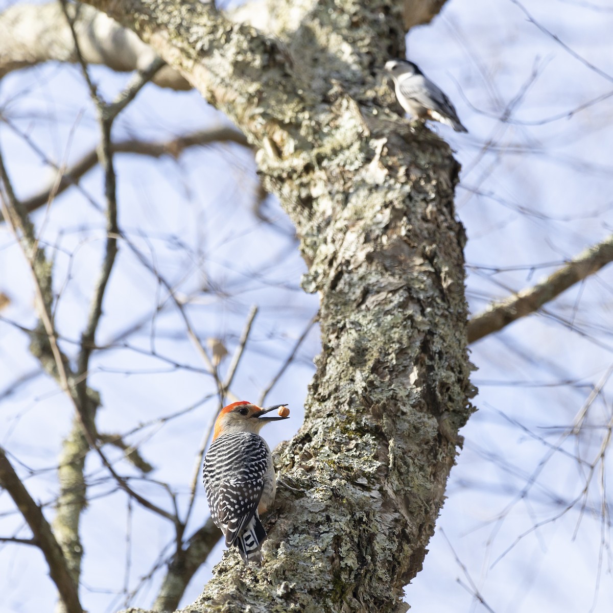 Red-bellied Woodpecker - ML610939824