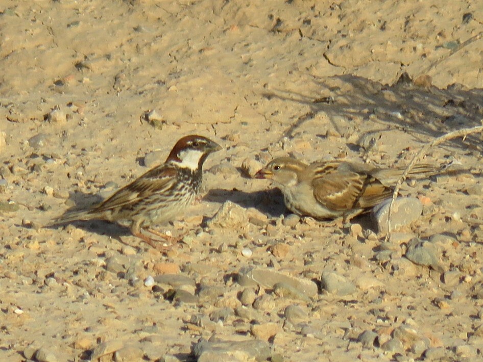 Spanish Sparrow - ML610939862