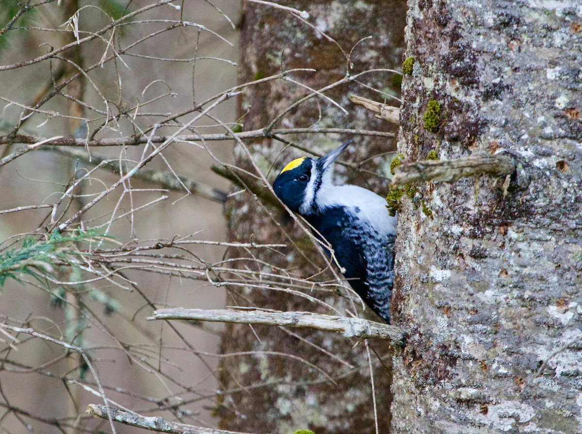 Black-backed Woodpecker - ML610939935